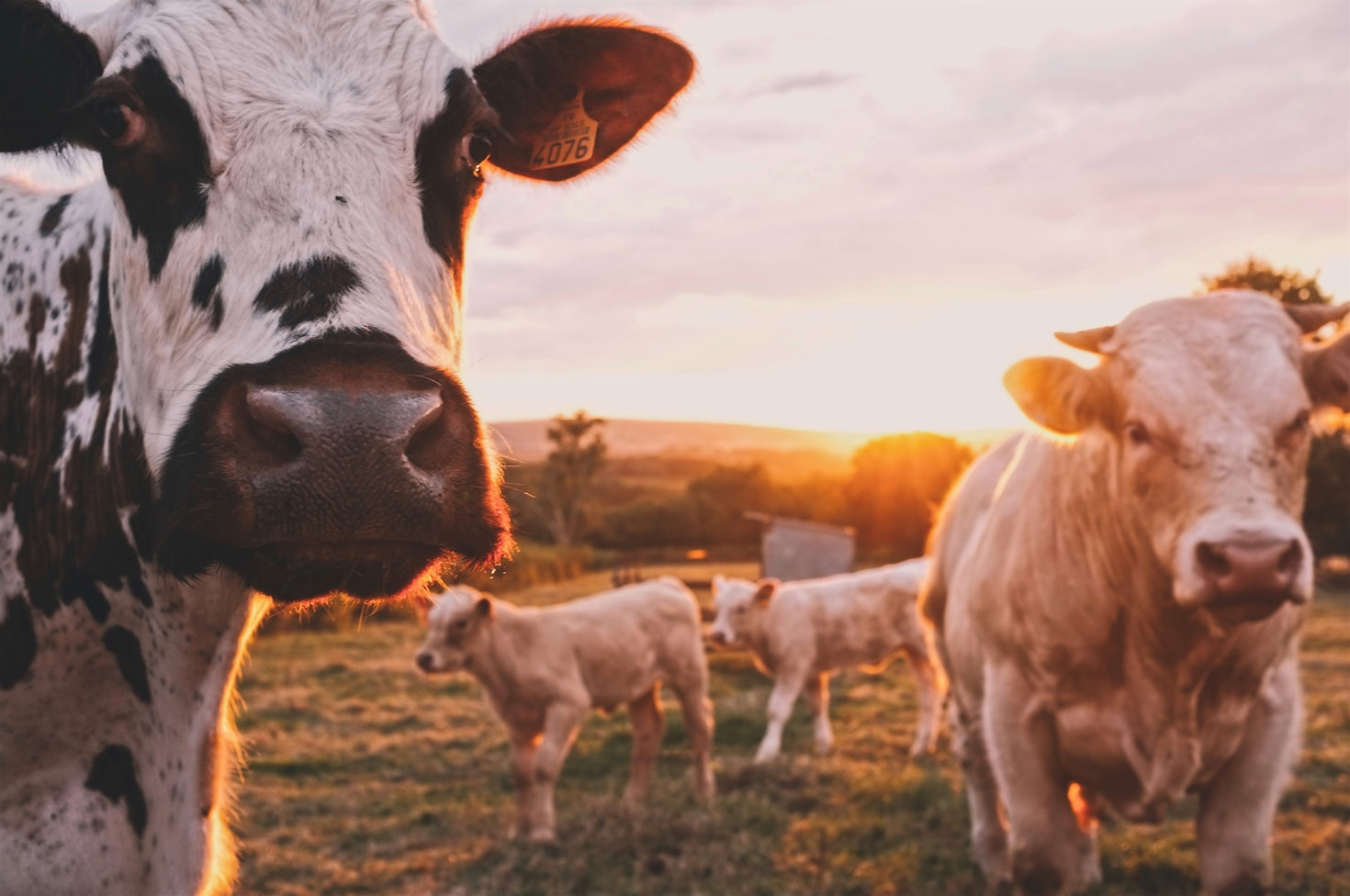 Segredos da gestão eficiente no campo